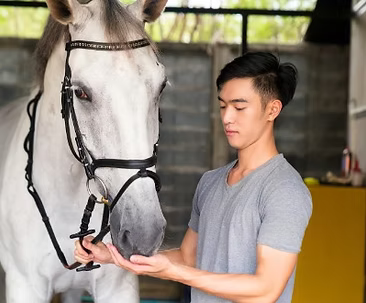 Positive Reinforcement Training for Horses: Understanding Learning Theory and the Four Quadrants
