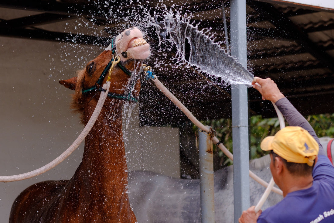 All Posts To Scrape or Not To Scrape: What Research Says About How To Cool Down Your Horse