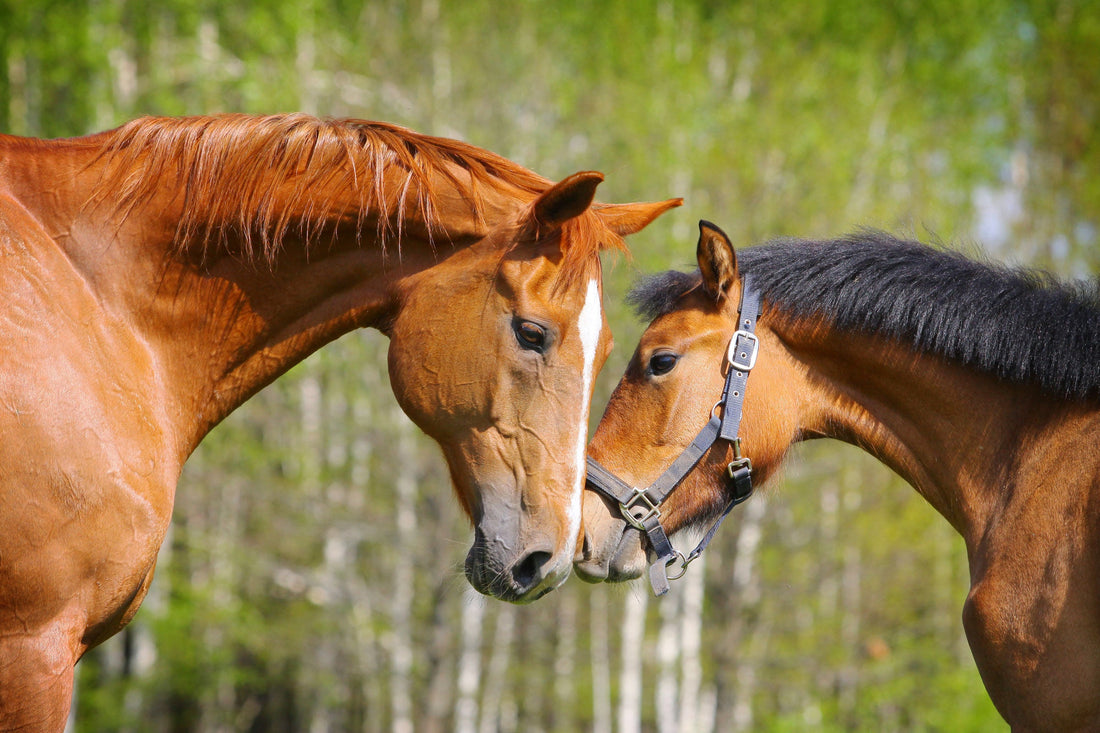 Why AHLERI Equine Products is Proudly Cruelty-Free