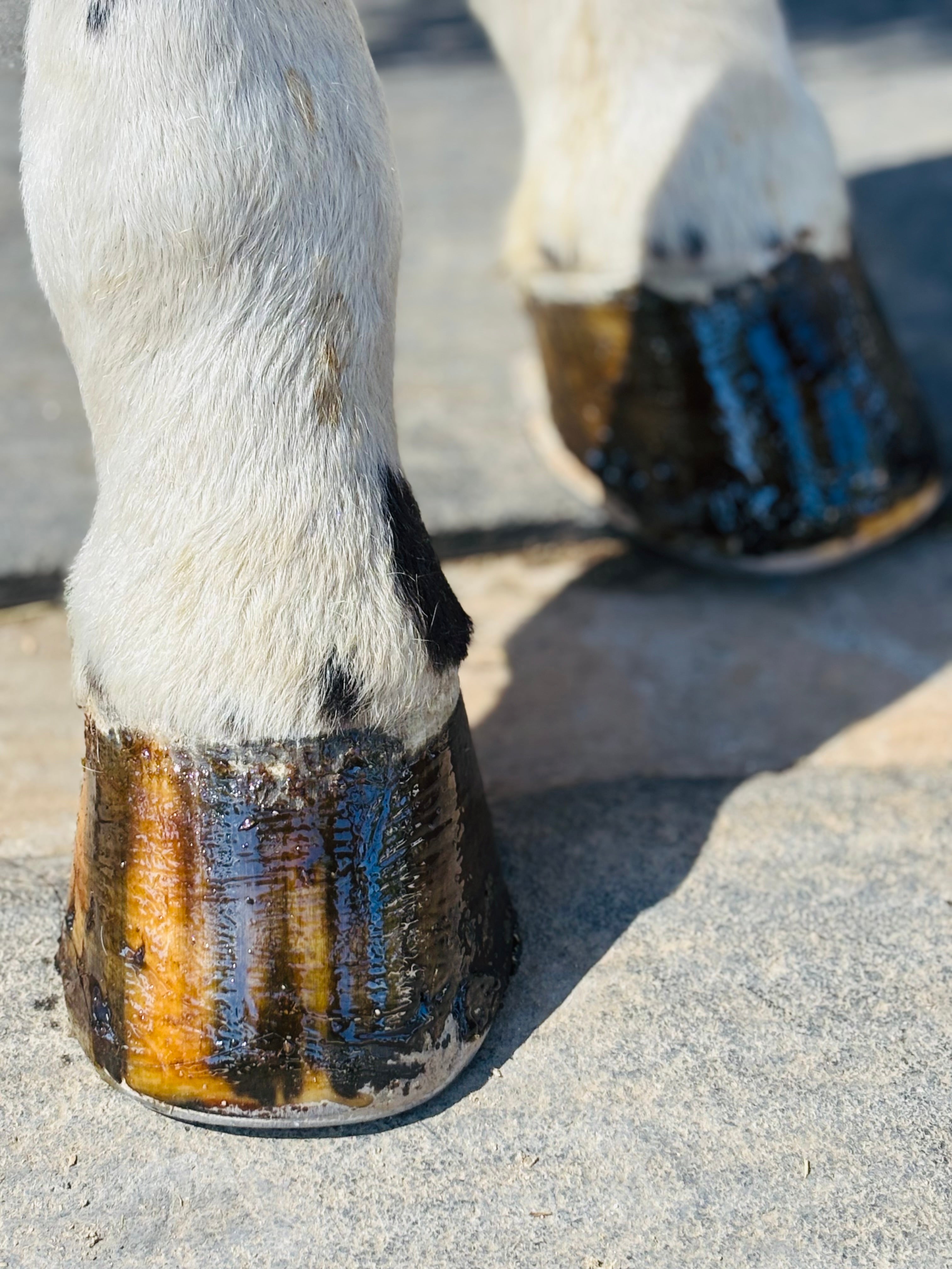 Horse Hoof Paste