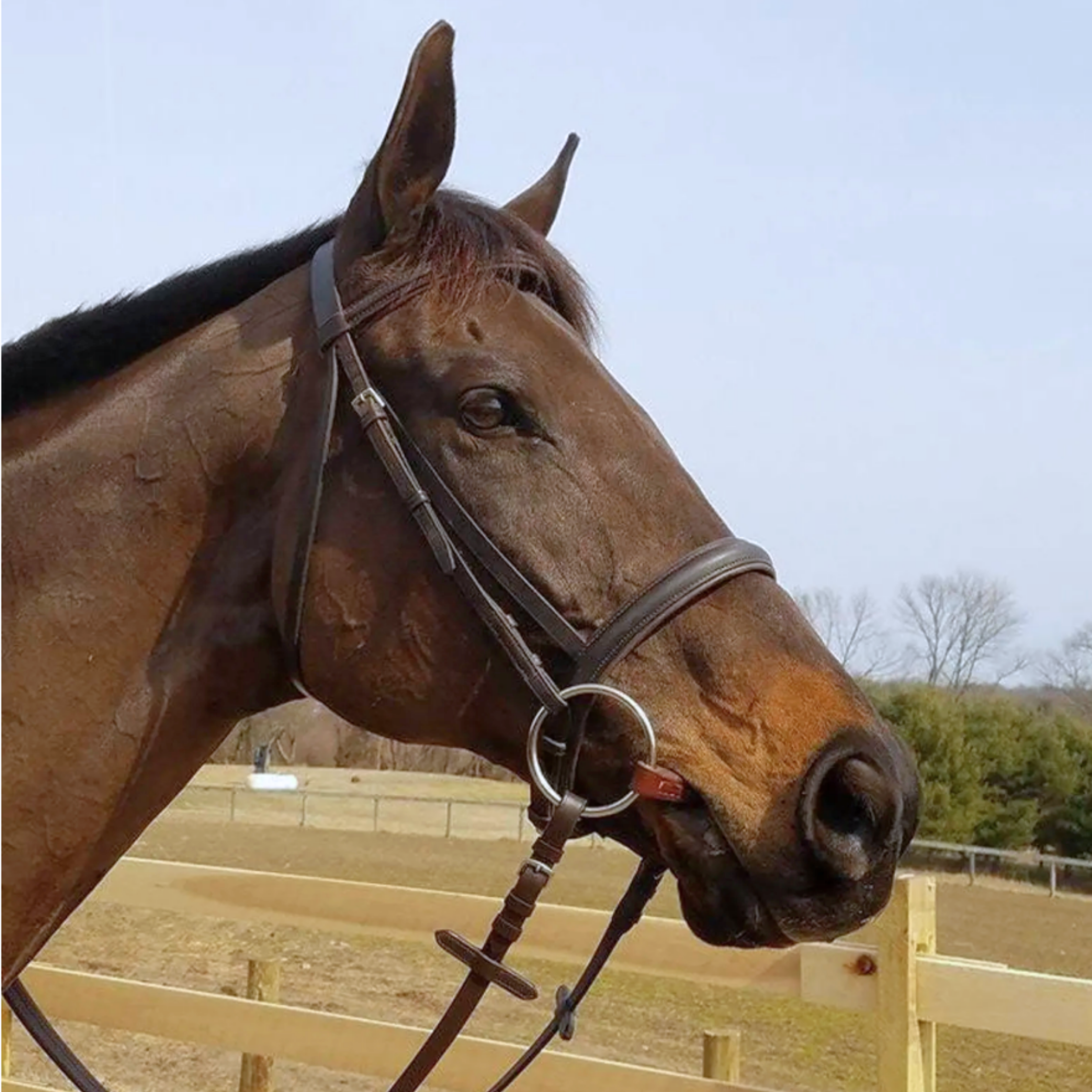 Leather O-Ring Snaffle Bit
