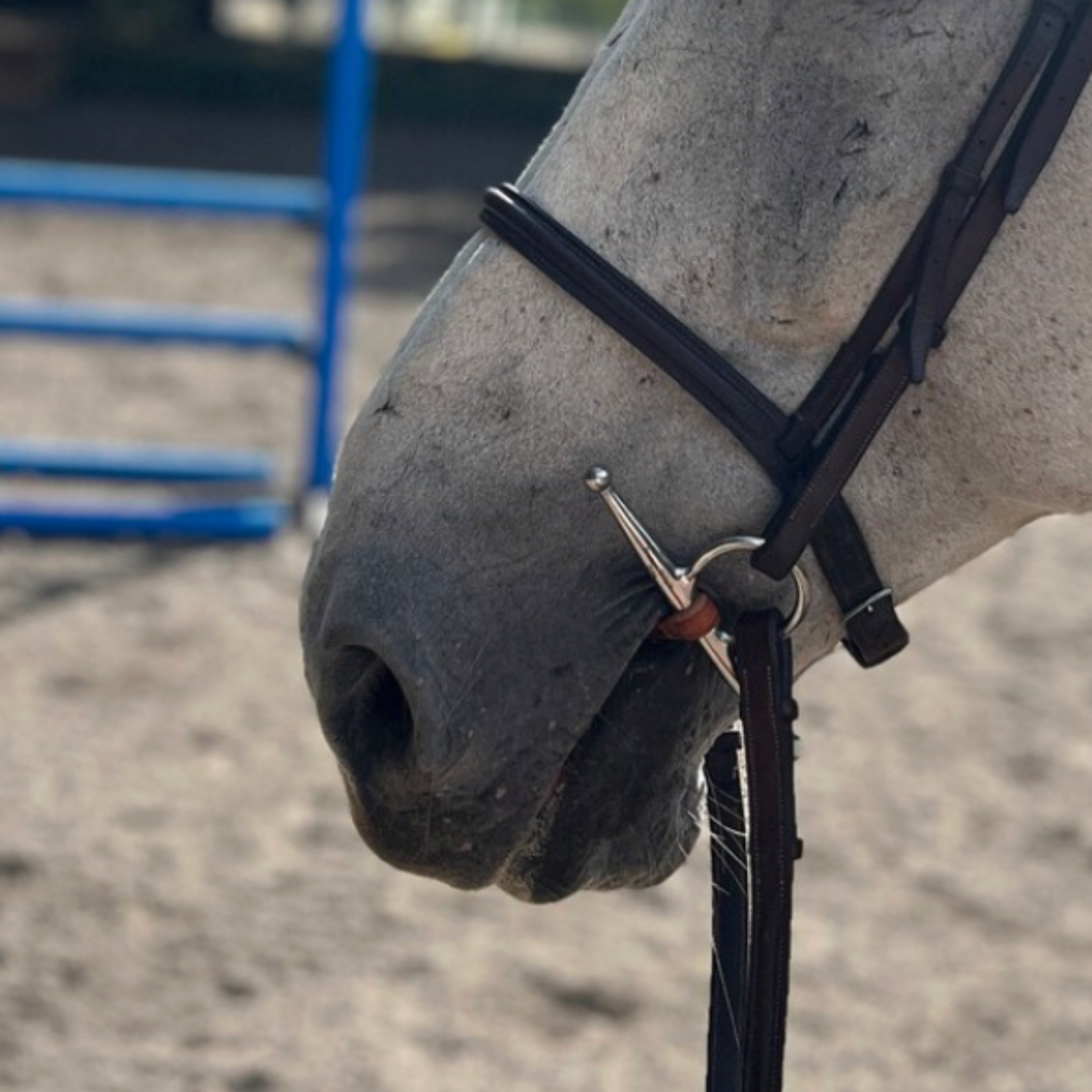 Leather Full-Cheek Snaffle Bit