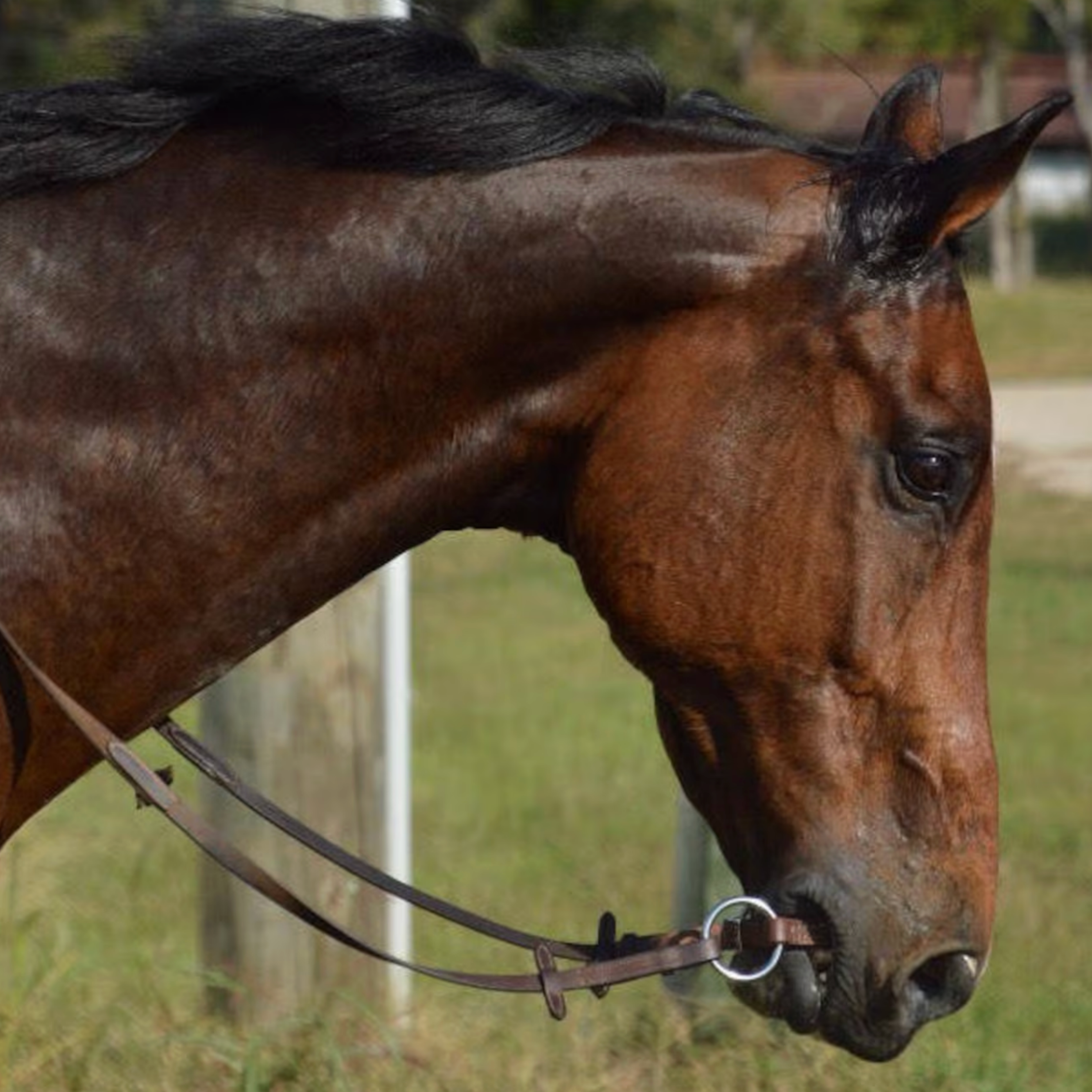 Bridleless Bit (o-ring snaffle)