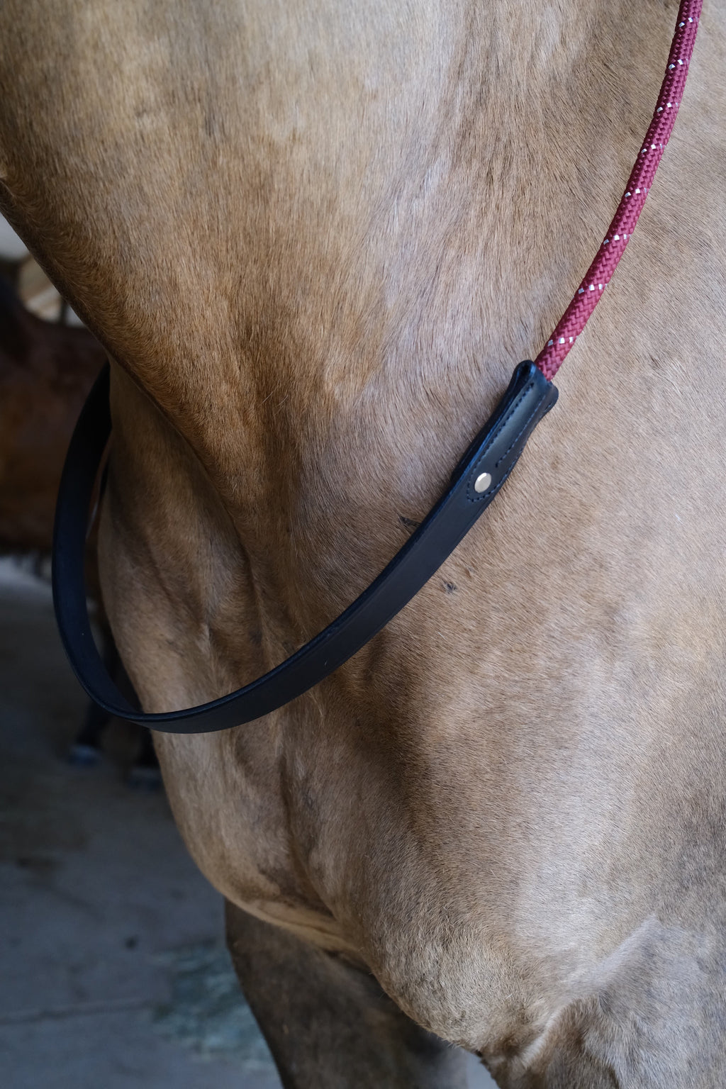 QHP Bridleless Neck Rope for Horses image 4