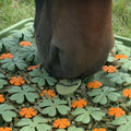 Equnique Enrichment Clover Treat Mat for Horses 🍀 image 0