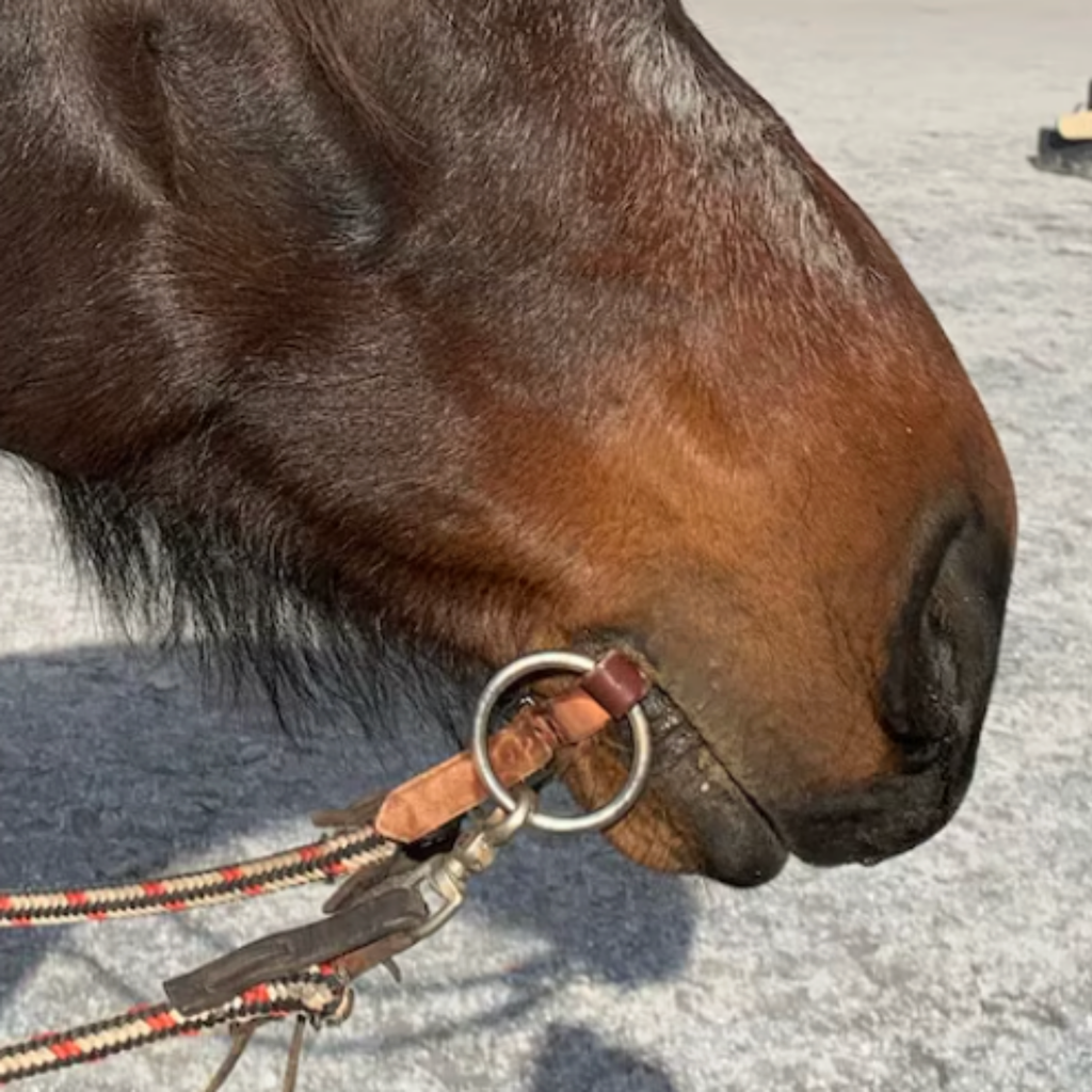 Bridleless Bit (o-ring snaffle)