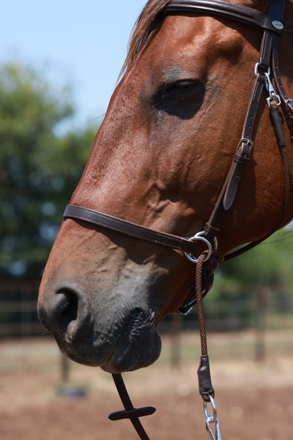 QHP Multiway Bitless Bridle - Ceto image 6