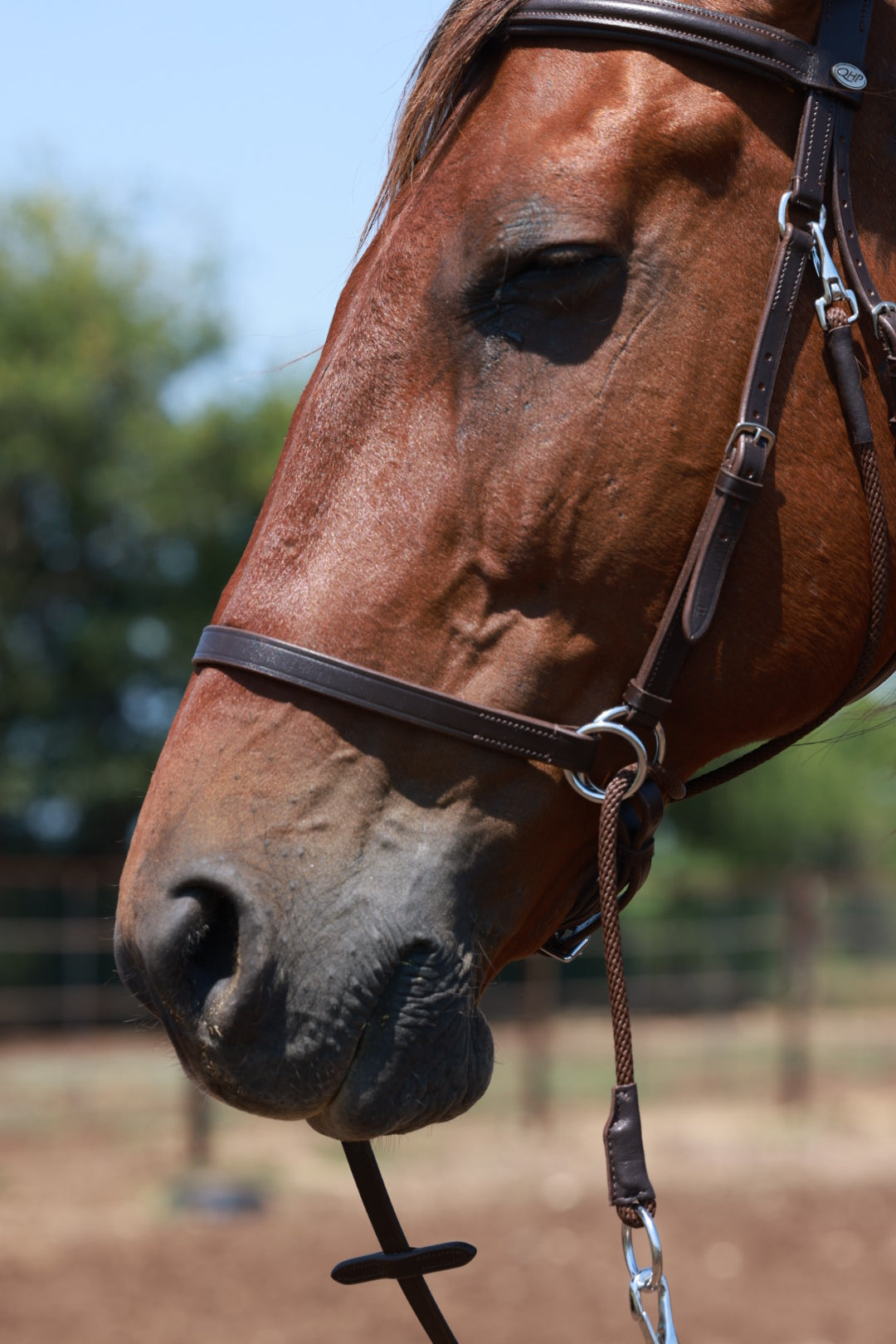 QHP Multiway Bitless Bridle - Ceto image 6