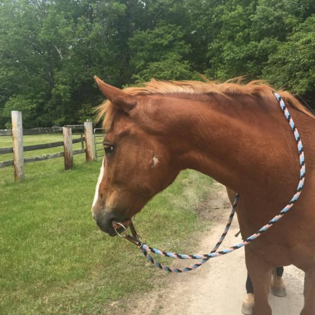 Bridleless Bit (o-ring snaffle)
