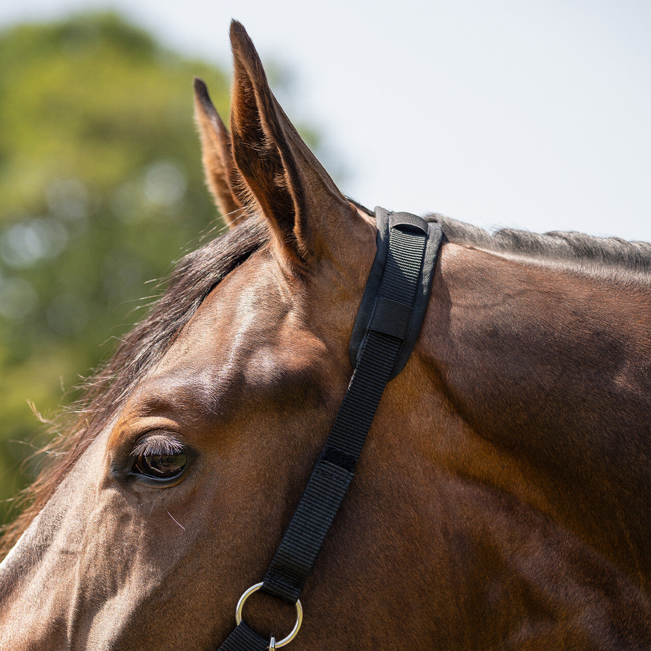 Grazemuzzle Anatomical Grazing Muzzle