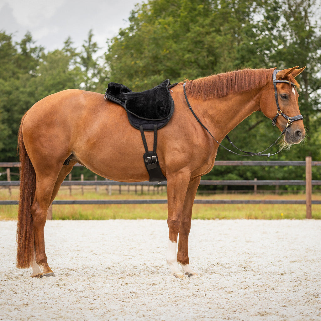 Chestnut horse standing in sand arena wearing a bareback pad and bitless bridle.