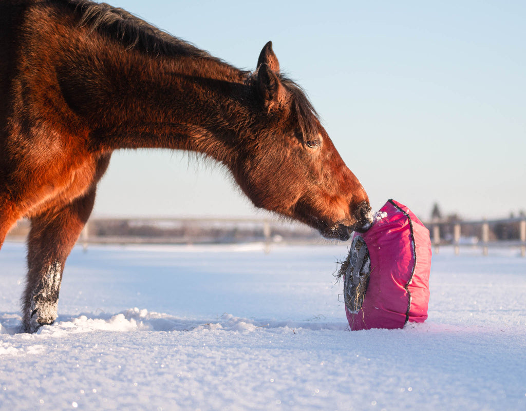 Horse in the snow playing with Heca Fluffy Hay Feeder