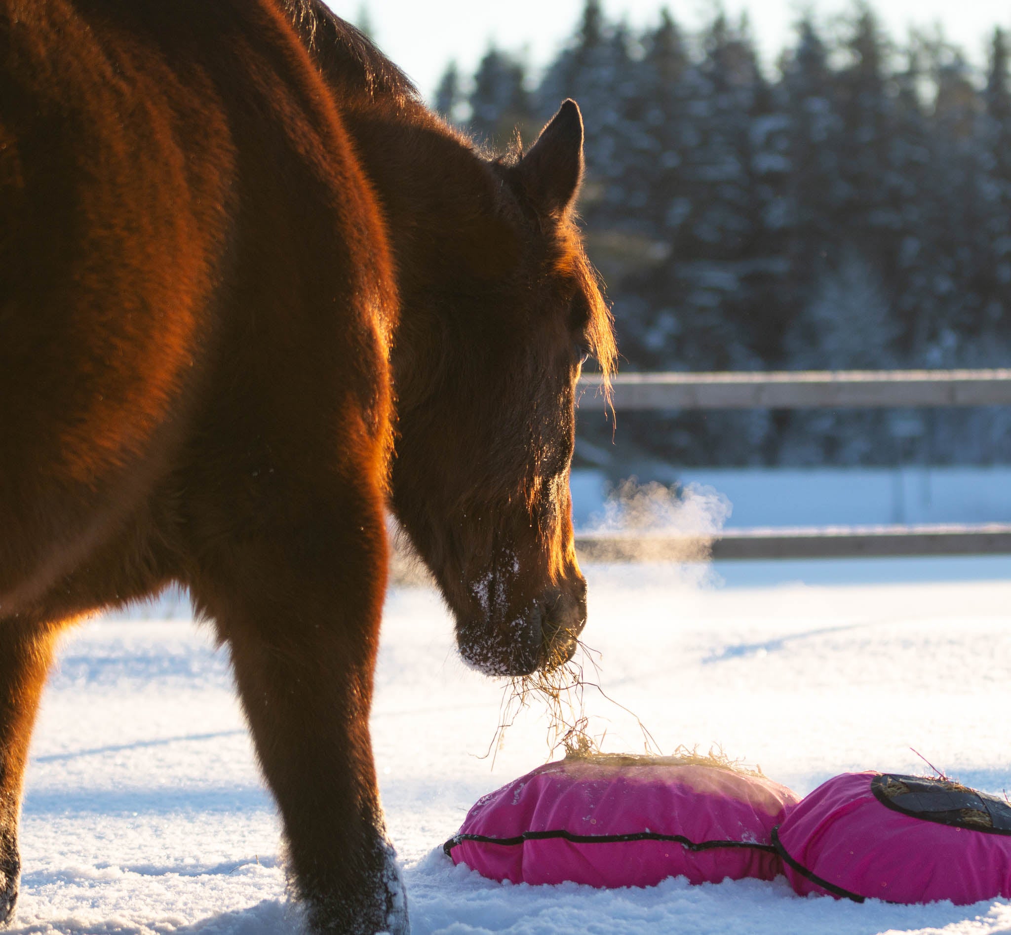 Heica Fluffy Hay Feeder