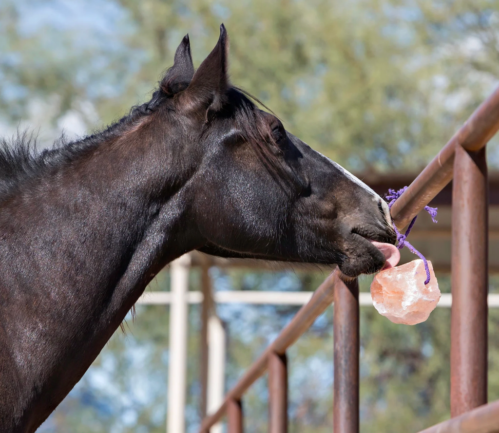 Jolly Salt-on-a-Rope Snack