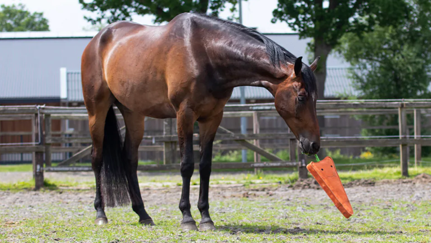 Horse playing with a carrot-shaped horse toy in an outdoor setting