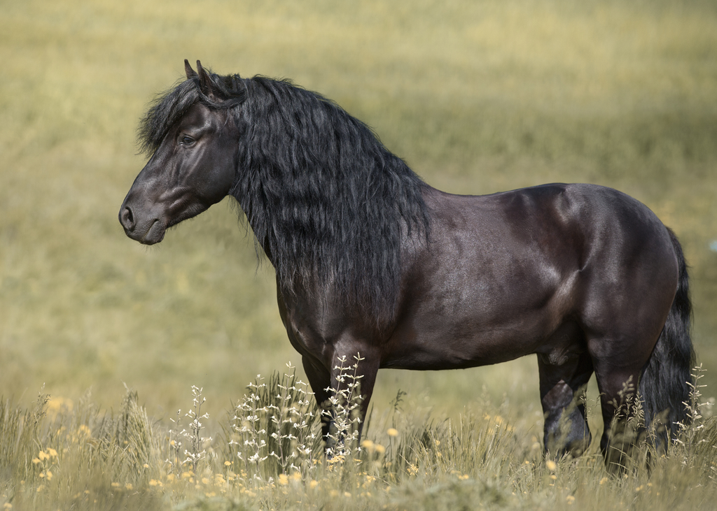 Bloom: a Luxury Mane & Tail Protectant