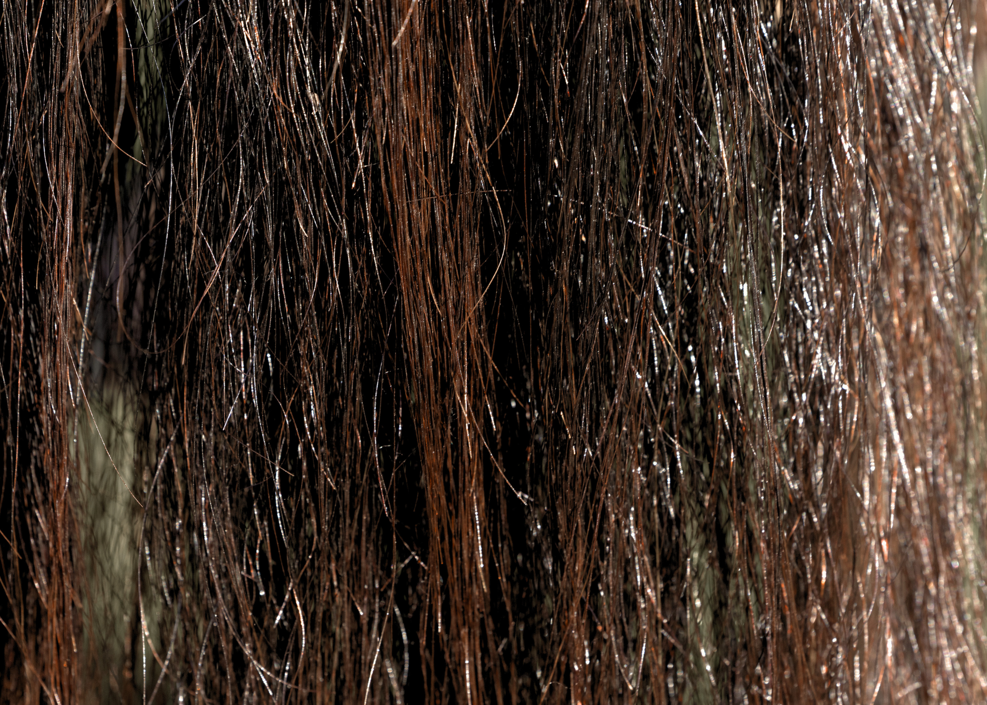 Bloom: a Luxury Mane & Tail Protectant