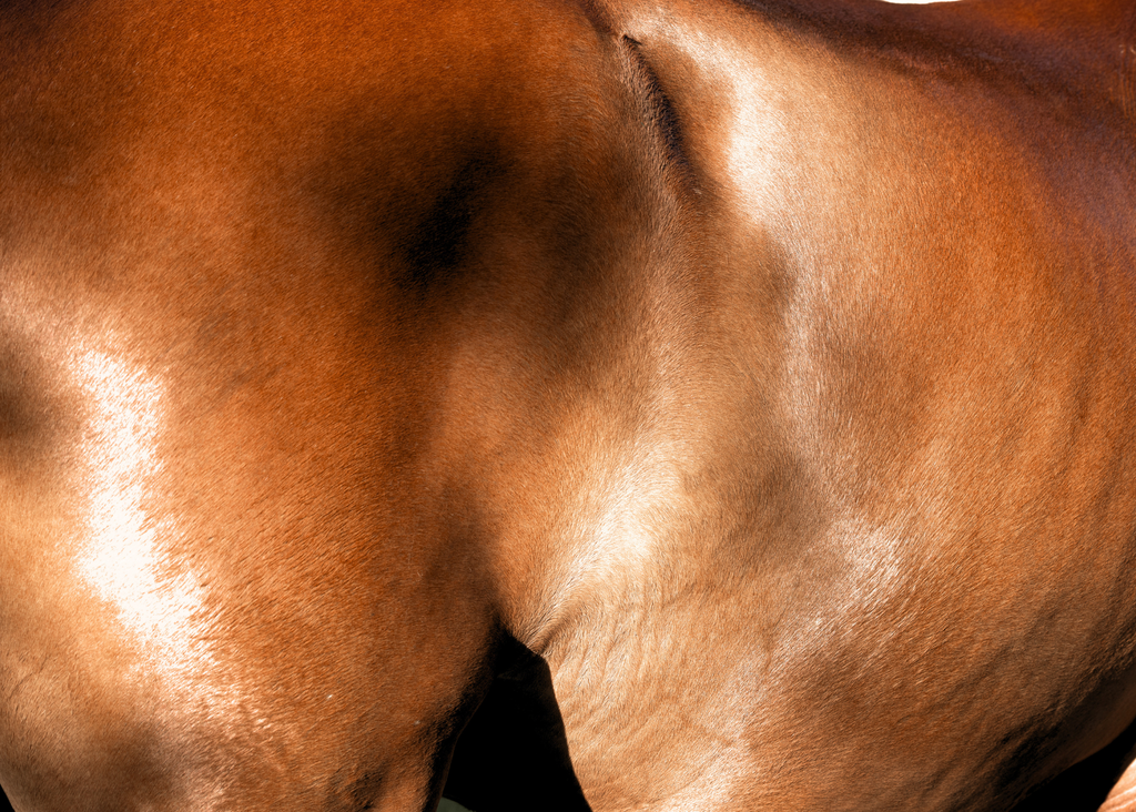 Luster: a Luxury Hot Oil Coat Treatment