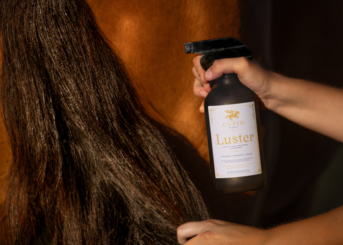 16 oz Luster: Luxury Hot Oil Coat Treatment