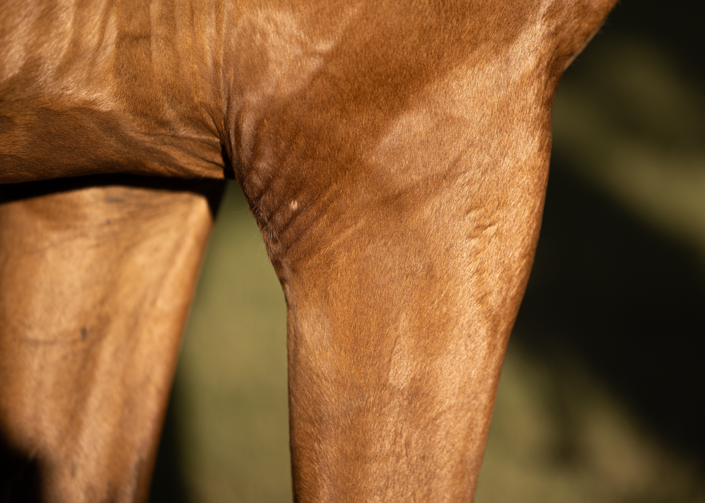 Solstice: a Luxury Summer Coat Spray