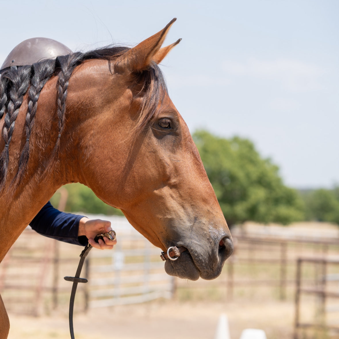 Bridleless Bit by Sweet Billy's Bits image 1