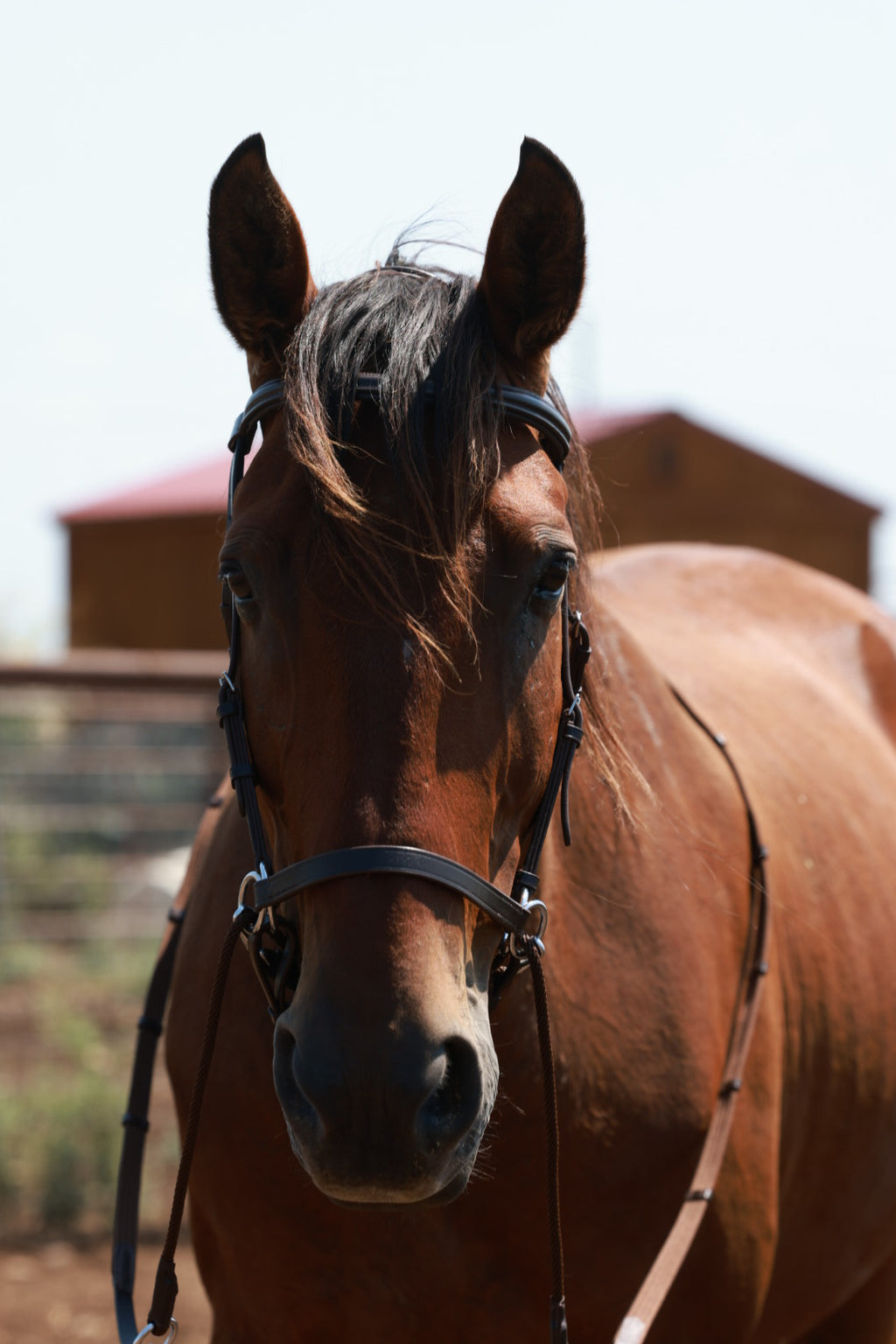 QHP Multiway Bitless Bridle - Ceto image 4