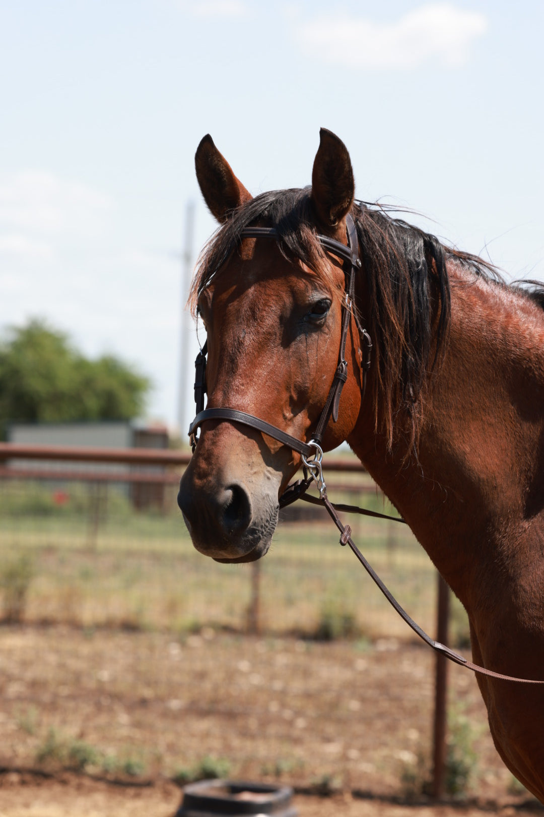 QHP Multiway Bitless Bridle - Ceto image 2