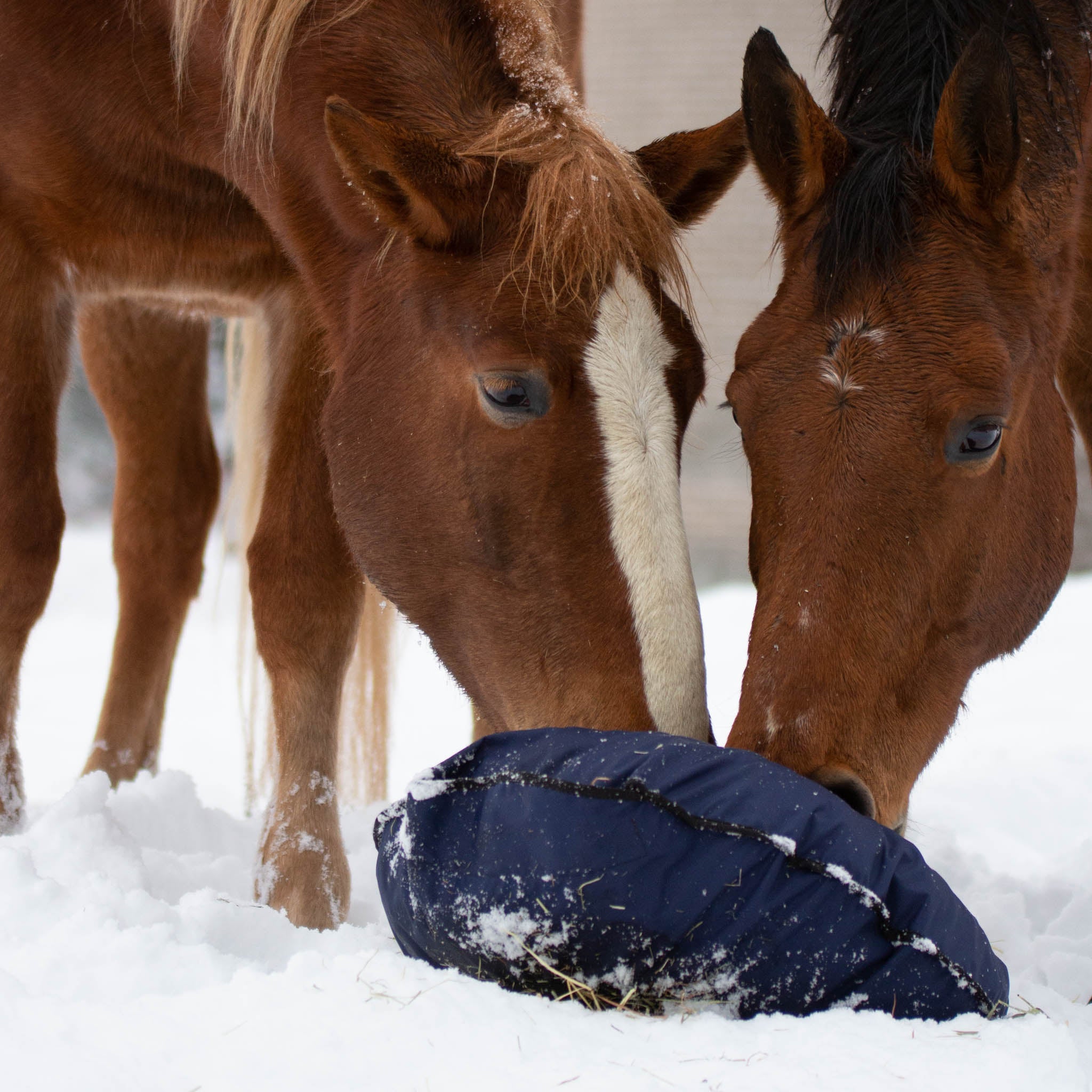 Heica Fluffy Hay Feeder (1.5 inch) image 5