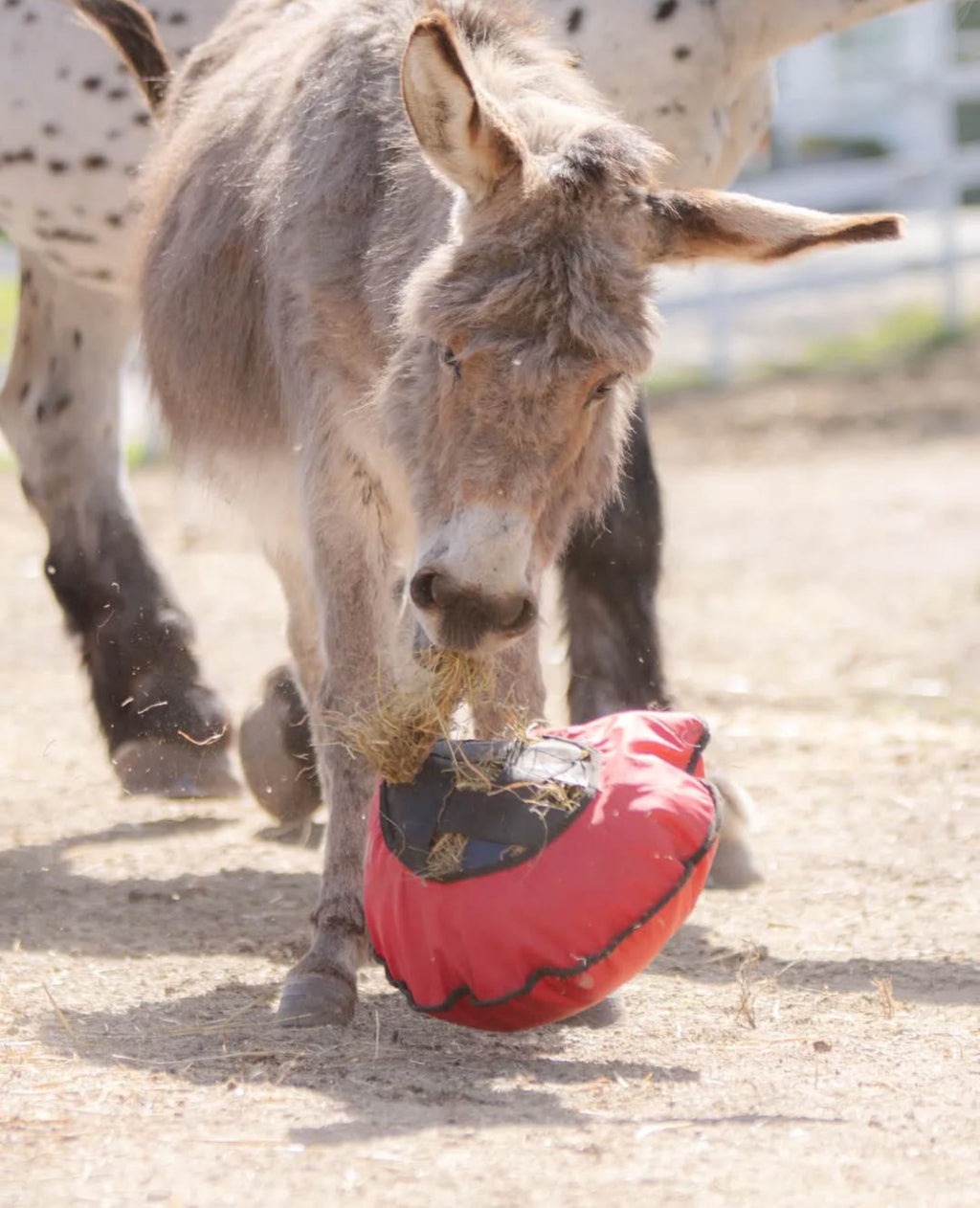 Heica Fluffy Hay Feeder (1.5 inch) image 4