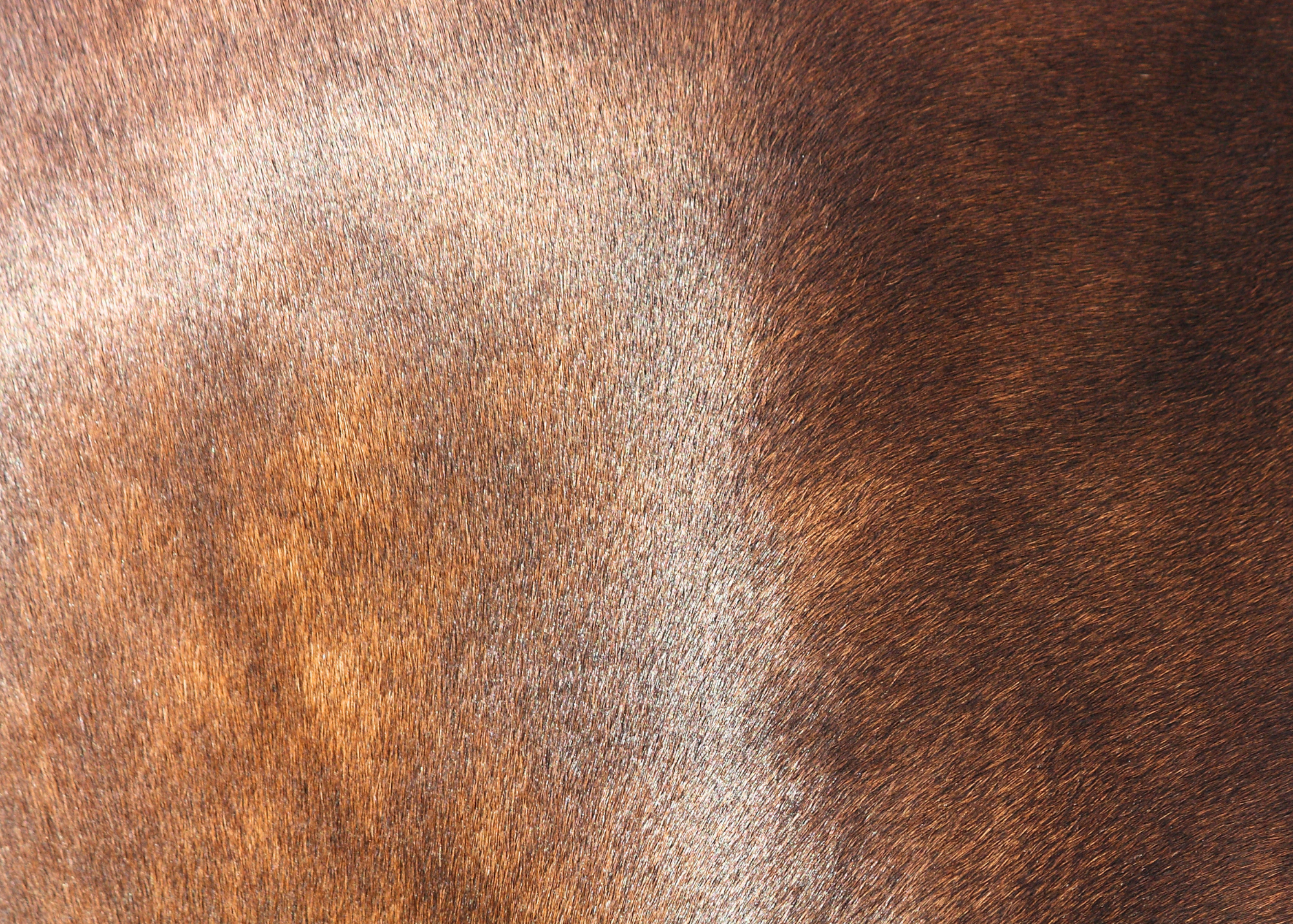 Solstice: a Luxury Summer Coat Spray