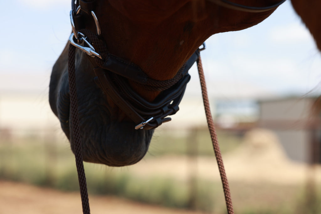 QHP Multiway Bitless Bridle - Ceto image 5