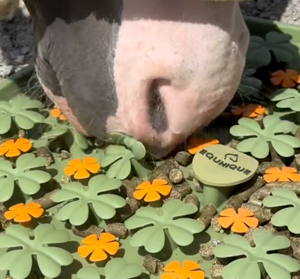 Equnique Enrichment Clover Treat Mat for Horses 🍀 image 3