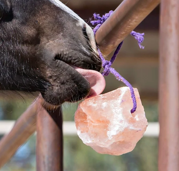 Horse licking a jolly salt snack himalayan salt block that's hanging from a purple rope