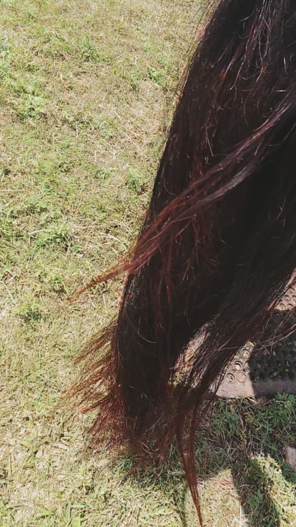 Bloom: a Luxury Mane & Tail Treatment for Length and Fullness