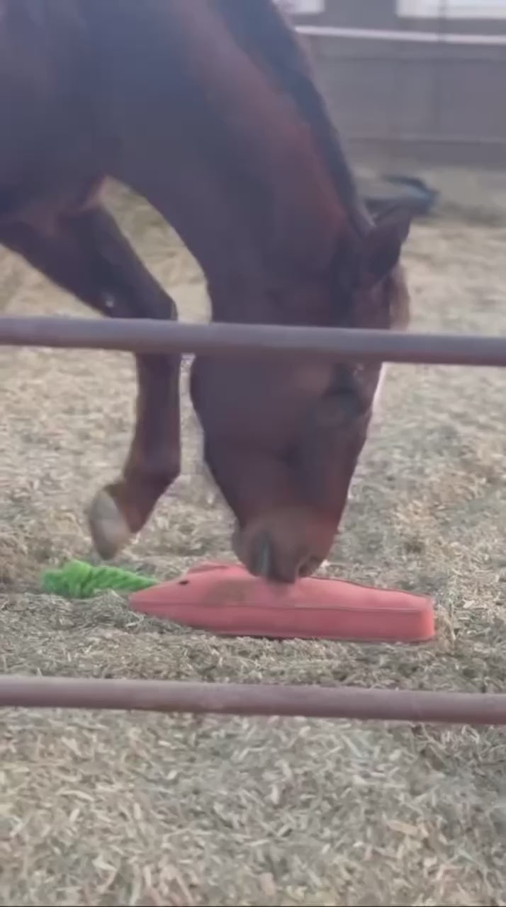 Crazy Carrot Horse Toy🥕