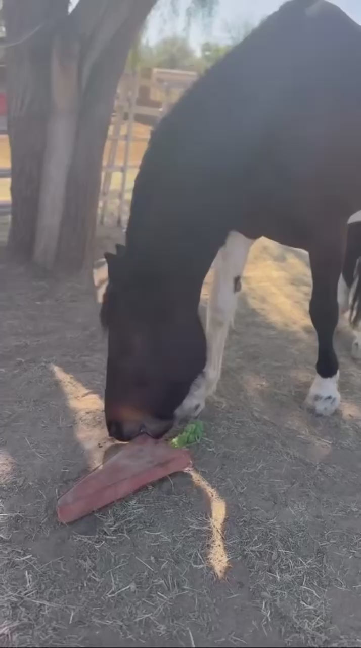 Crazy Carrot Horse Toy🥕