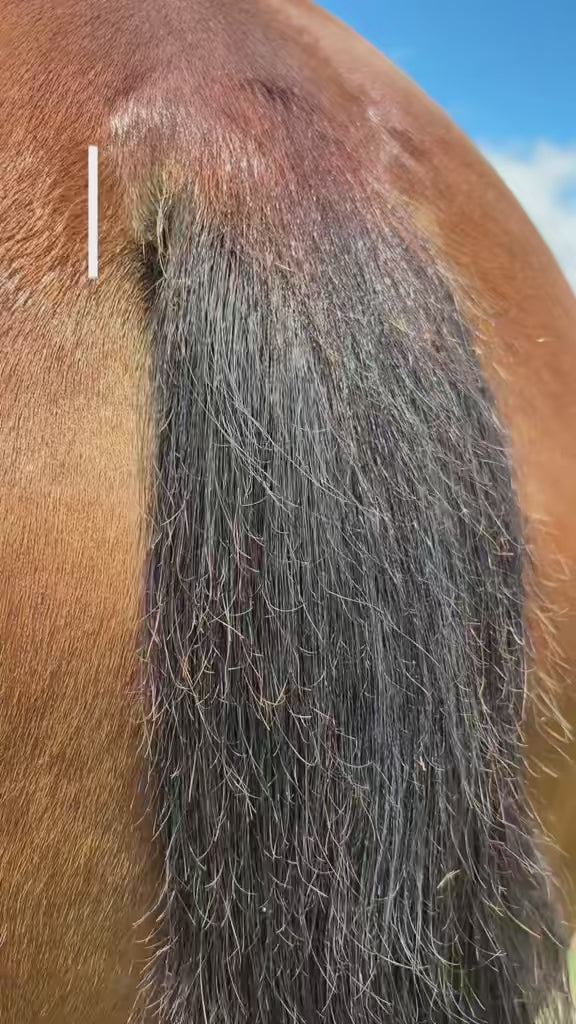 Bloom: a Luxury Mane & Tail Treatment for Length and Fullness